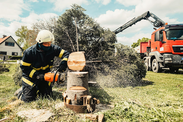 arborist using a chainsaw to cut down a tree